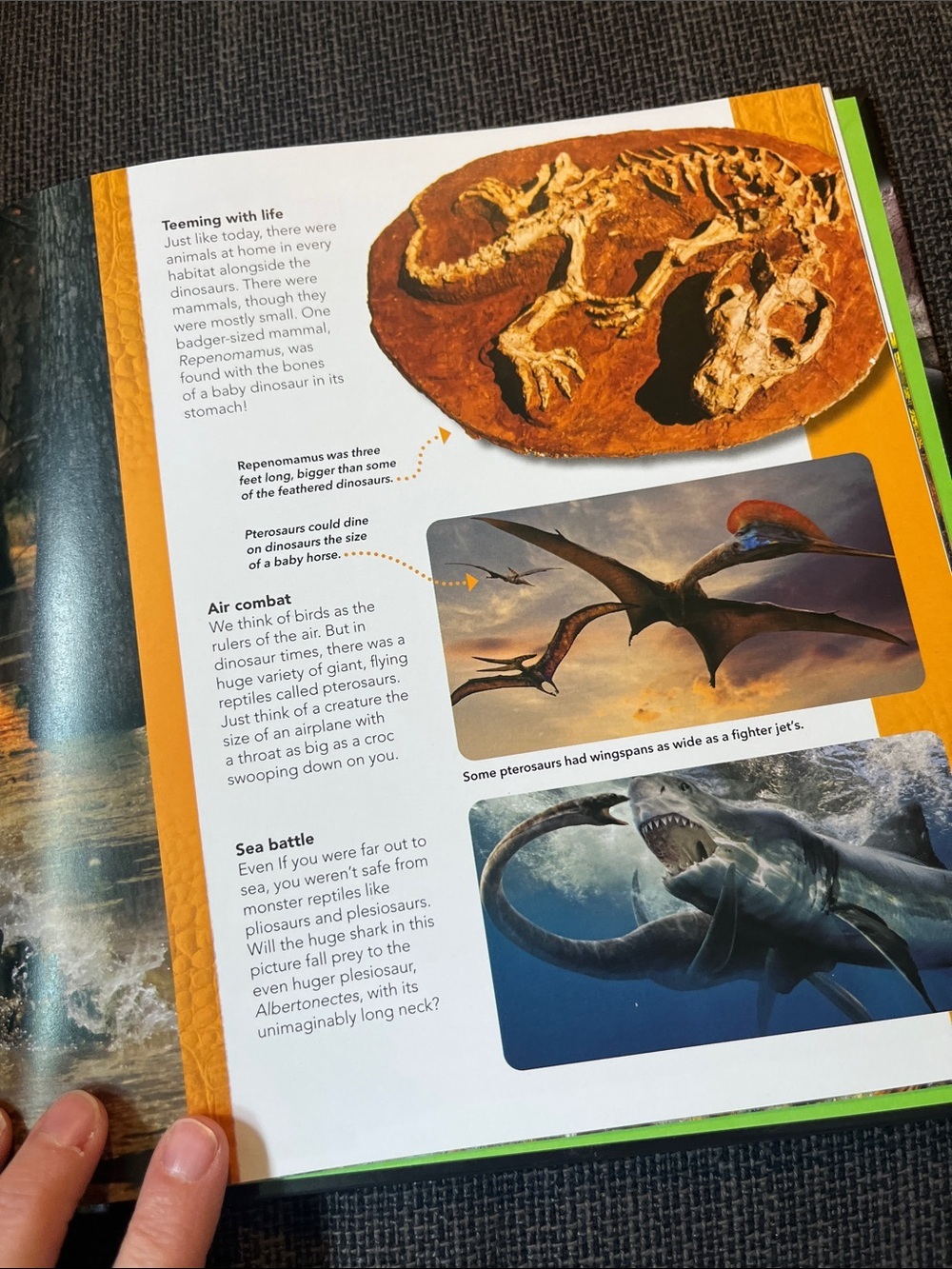 Scholastic Dinosaur Face Off! Book action packed with photos on every page - Picture 9 of 12
